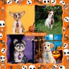 Halloween Dog Accessoires Small Dog Bow Tie Skull Pet Supplies Dog Bows Pet Dog Bowtie/ Neckties Small Dog Hari Bows - 9