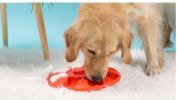 Pet Puzzle Treat Toy Interactive Food Dispenser Toy Slow Feeder Iq Game Dog Smart Training Toy - Orange